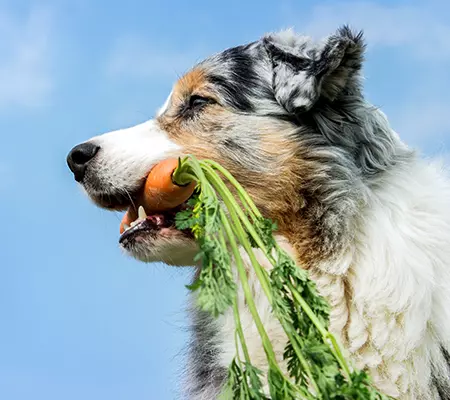 Dogcs Ratgeber Hund mit Karotte Dogcs Ratgeber Hund mit Karotte