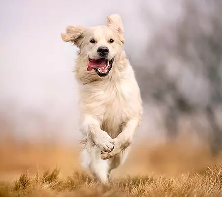 Dogcs Hund Bild Bewegung Dogcs Hund Bild Bewegung
