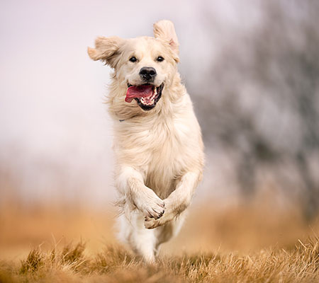 Dogcs Hund Bild Bewegung Dogcs Hund Bild Bewegung