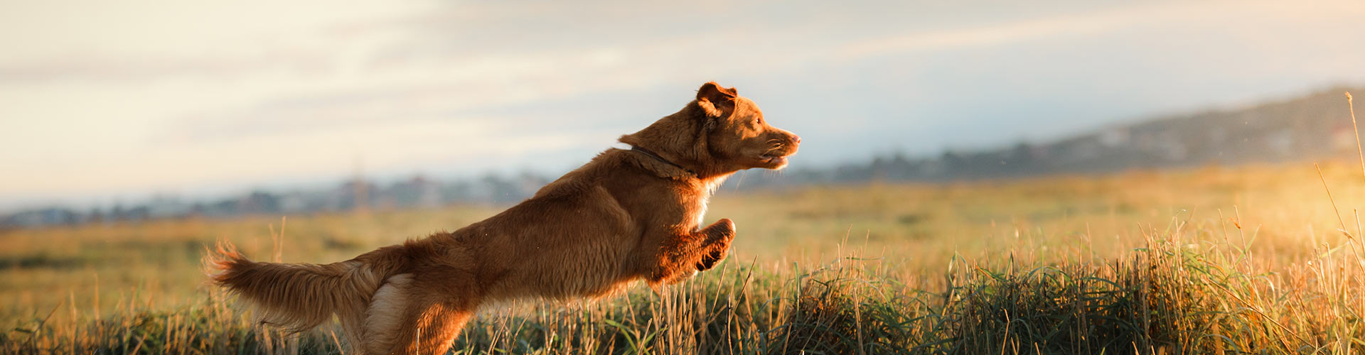 Dogcs Hunde Foto Frühling