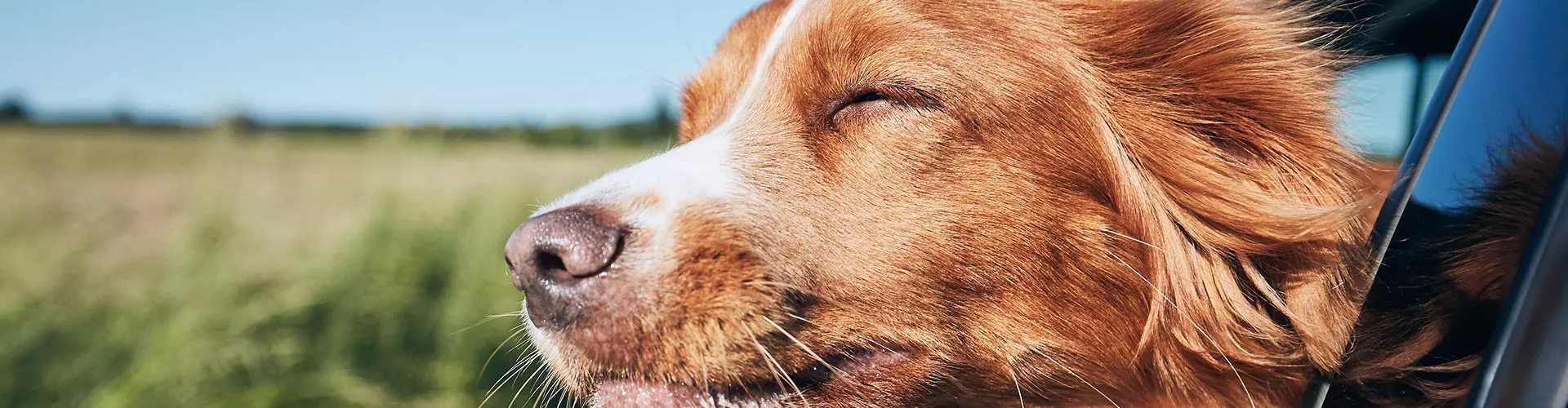 Dogcs Bild reisen mir Hund Dogcs Bild reisen mir Hund