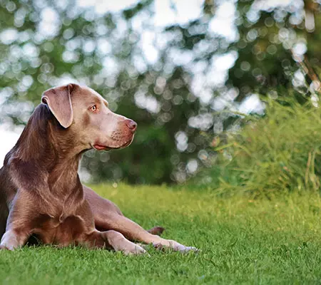 Dogcs Anti Aging Bild Hund Dogcs Anti Aging Bild Hund