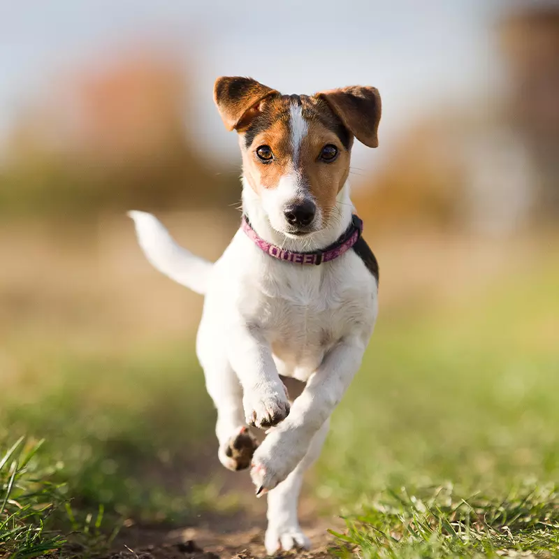 Dogcs Activecare Hunde Bild Dogcs Activecare Hunde Bild