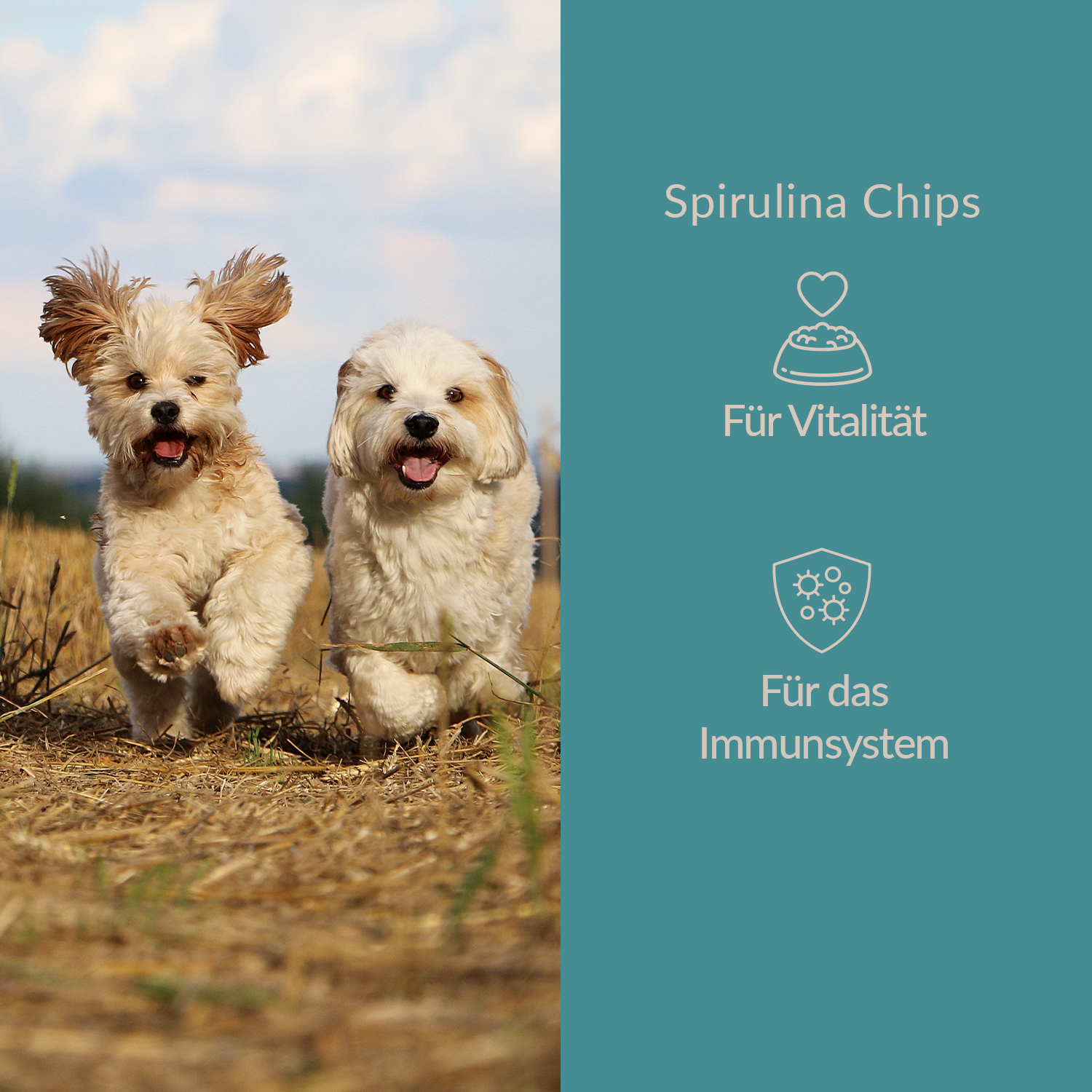 Spirulina Chips 120g