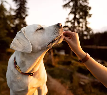 Dogcs Bild Hund Verdauung Dogcs Bild Hund Verdauung