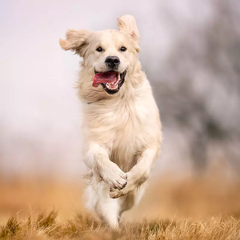 Dogcs Hund Bild Bewegung Dogcs Hund Bild Bewegung