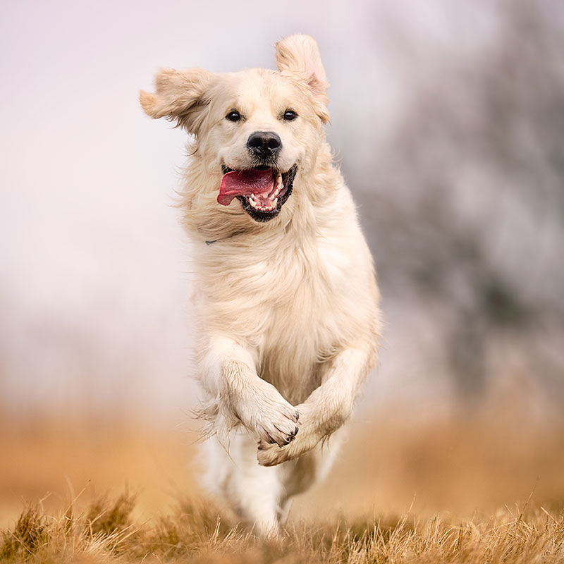 Dogcs Hund Bild Bewegung