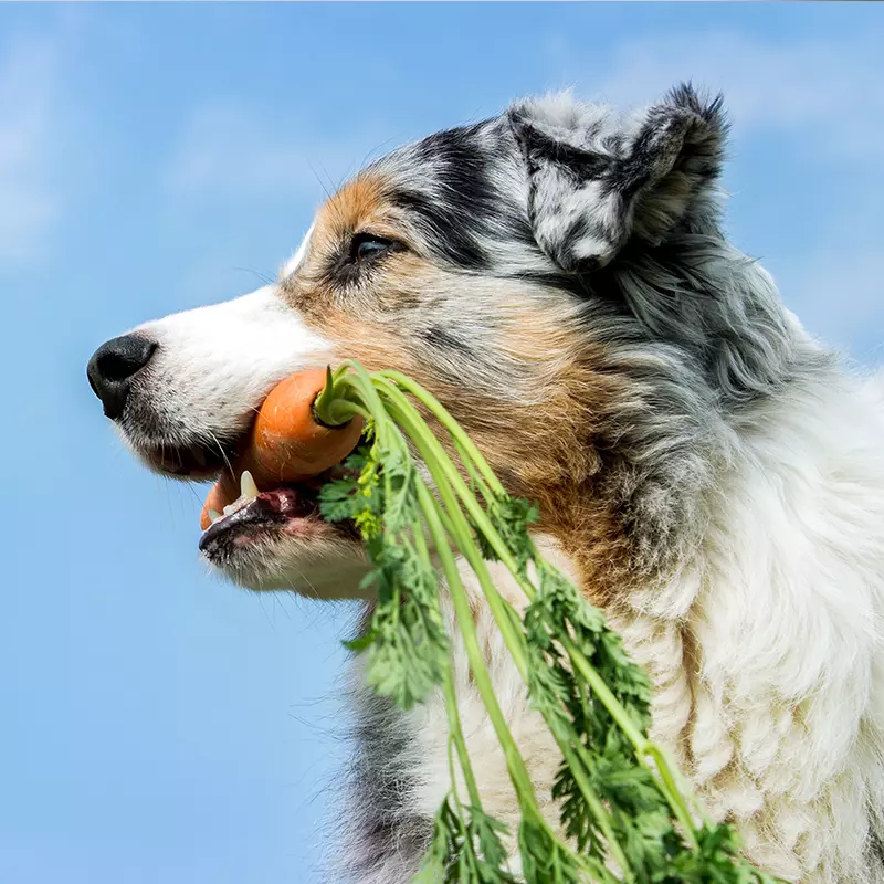 Dogcs Hunde Bild Dogcs Hunde Bild