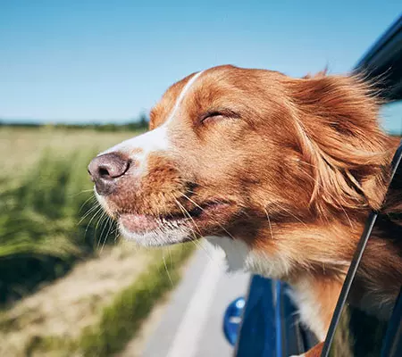 Dogcs reisen mit Hund Dogcs Bild reisen mit Hund