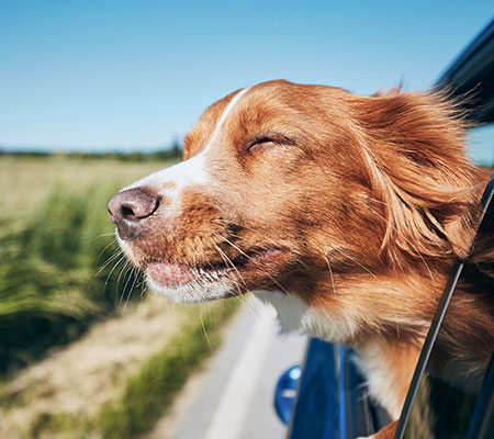 Dogcs Bild reisen mit Hund