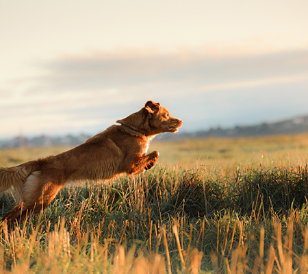 Dogcs Hunde im Frühling