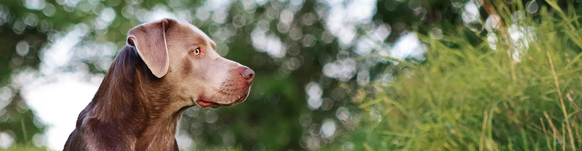 Dogcs Hunde Bild Dogcs Hunde Bild