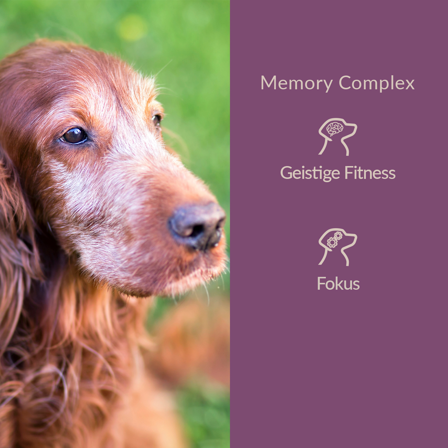Memory Complex