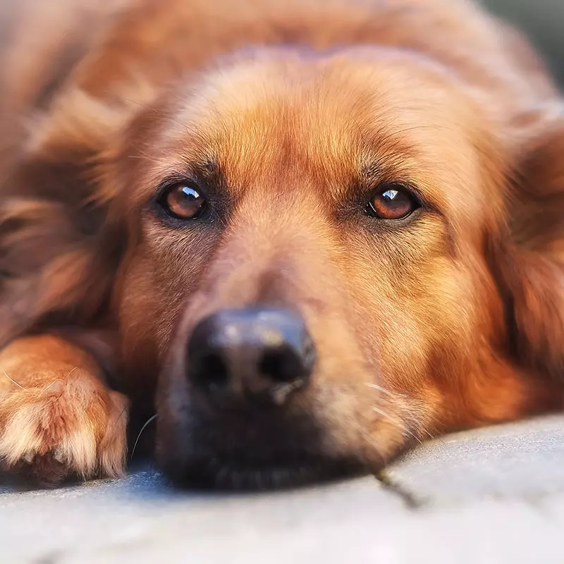Dogcs Hunde Bild Dogcs Hunde Bild