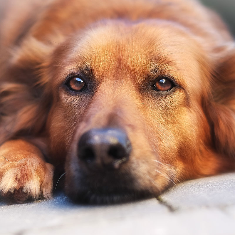 Dogcs Hunde Bild Dogcs Hunde Bild