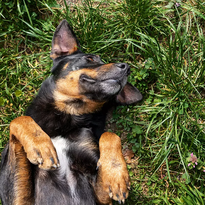 Dogcs Bild Hund Verdauung Dogcs Bild Hund Verdauung