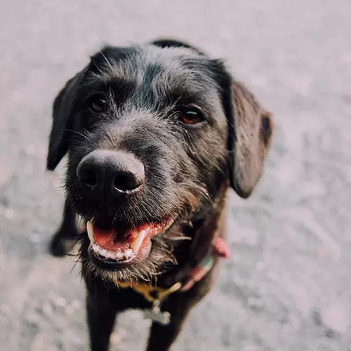 Dogcs Elmo Hund Dogcs Elmo Hund