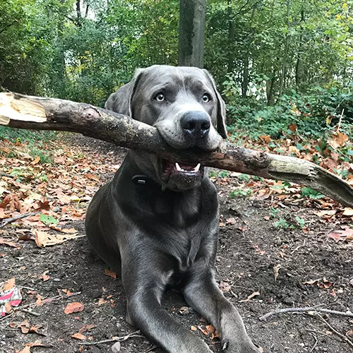 Dogcs Bild Henry Dogcs Bild Henry