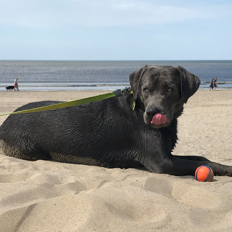 Dogcs Henry Bodycontrol Bild