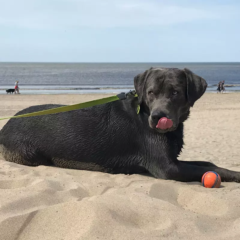 Dogcs Henry Bodycontrol Bild Dogcs Henry Bodycontrol Bild