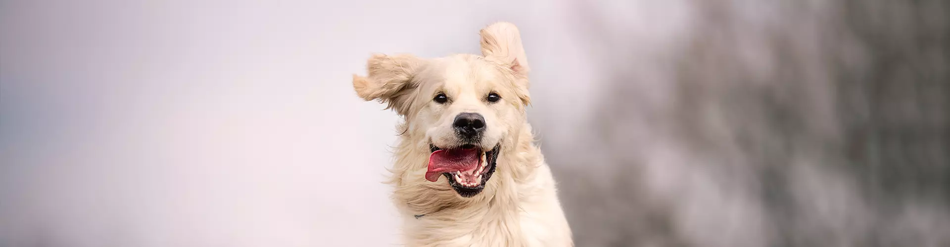 Dogcs Hunde Bild Dogcs Hunde Bild