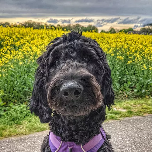 Dogcs Bild Louie Hund Dogcs Bild Louie Hund